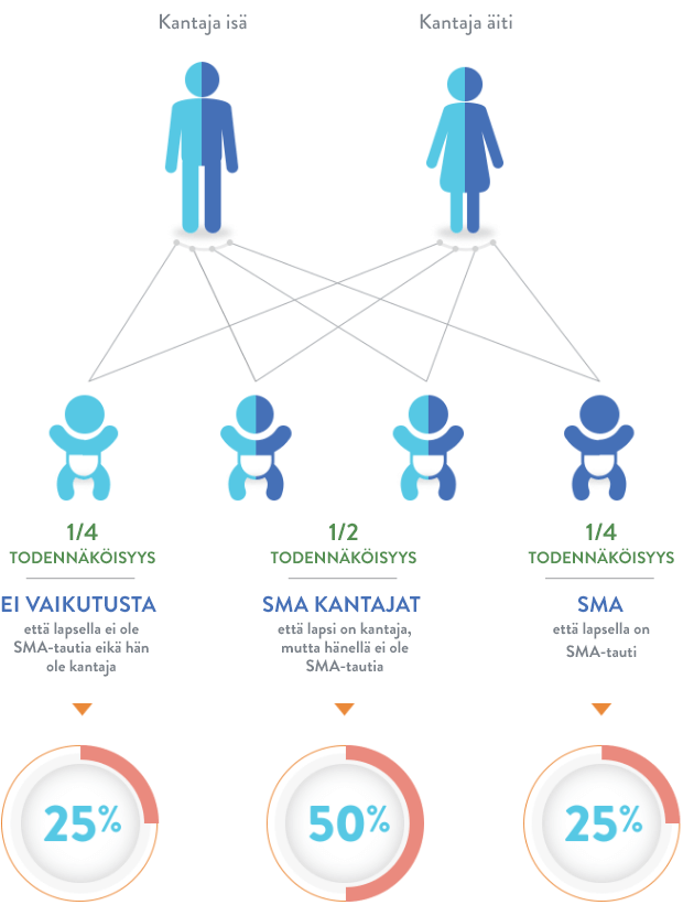 Kaavioita SMA:n periytyvyydestä